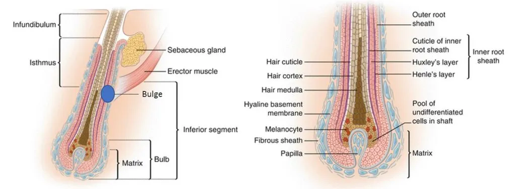 La anatomía del pelo, dividida en segmentos (izquierda) y su ultraestructura (derecha).
