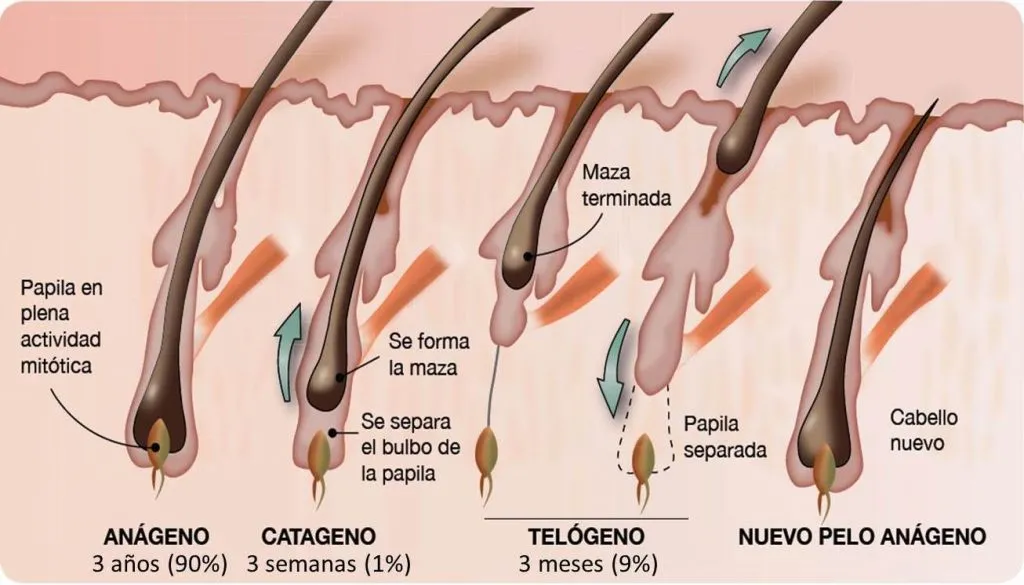 El ciclo folicular y sus tres fases: anágeno (crecimiento), catágeno (transición) y telógeno (caída).